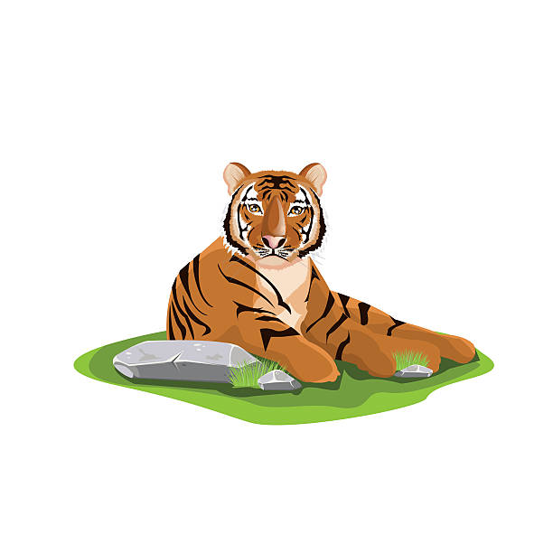 ilustrações, clipart, desenhos animados e ícones de illustration. tigre - seated tiger
