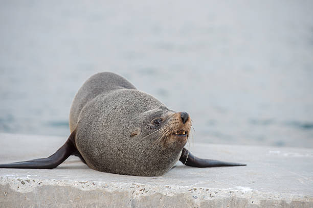 istock Australia Fur seal close up portrait 505170726