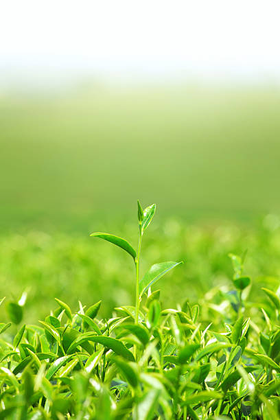 istock Green tea bud and leaves 505170756