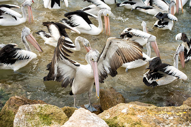 istock pelican bird portrait close up 505171090