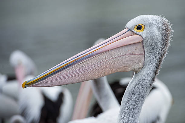 istock pelican bird portrait close up 505171118