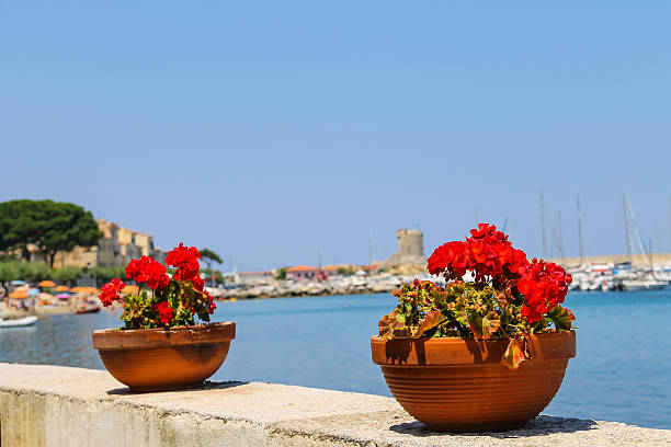 istock Decortive pots with flowers on the waterfront on Elba Island. 505171996