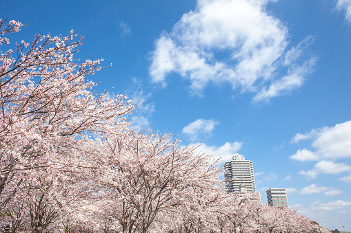 \nCherry Trees and High-Rise Apartments Tokyo