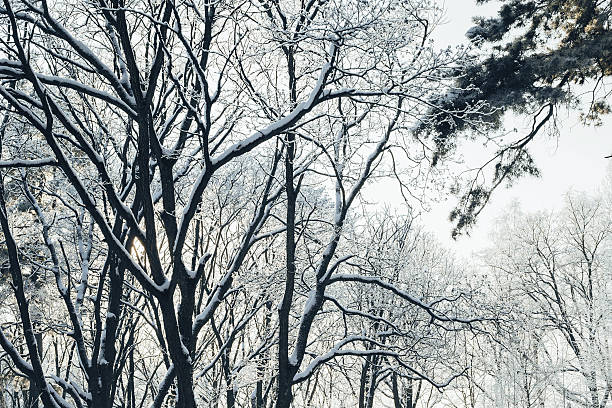 Winter mixed forest outside the town in snow