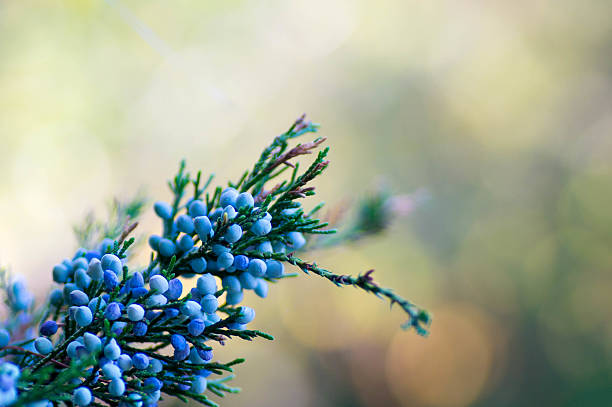 istock Macro shot of a tree branch which contains blue berries 505174764