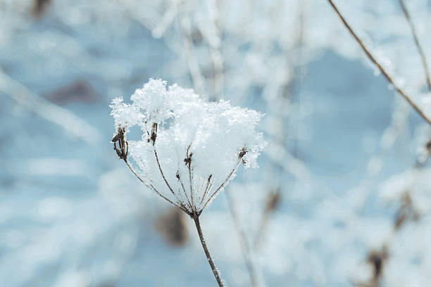 istock Grass in the snowy winter forest 505174794