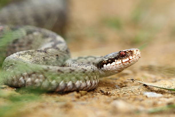 istock female common european adder on ground 505174890