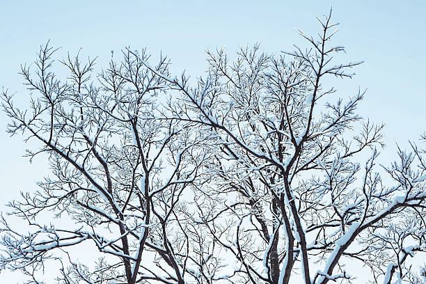 istock tree branches on the sky background in the winter forest 505175130