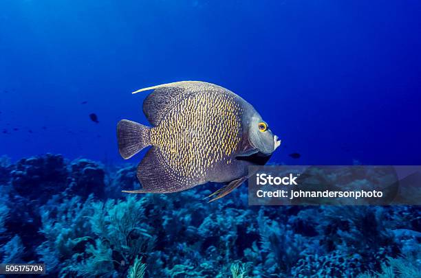 French Angelfish Pomacanthus Paru Stock Photo - Download Image Now - Angelfish, Animals In The Wild, French Angelfish