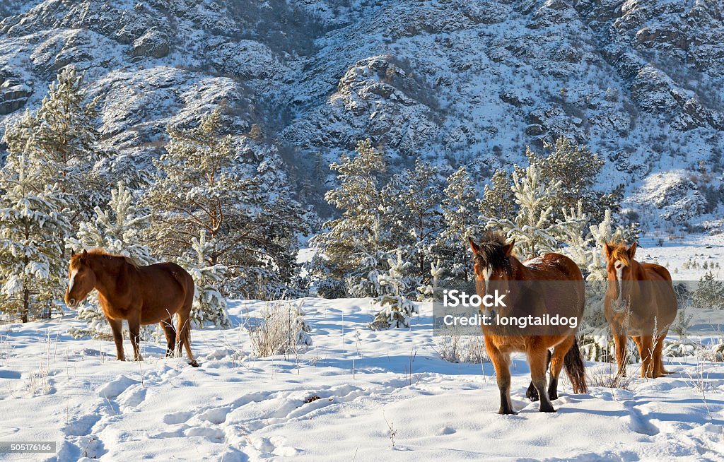 Horses In A Winter Season Stock Photo - Download Image Now - Altai Nature  Reserve, Animal, Animals In The Wild - iStock