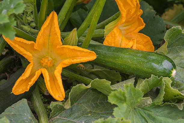 calabacín planta con flores y frutas - squash flower plant single flower fotografías e imágenes de stock