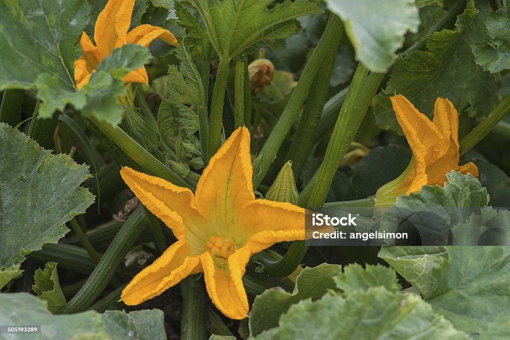 Zucchini Pflanze mit Blumen - Lizenzfrei Blatt - Pflanzenbestandteile Stock-Foto