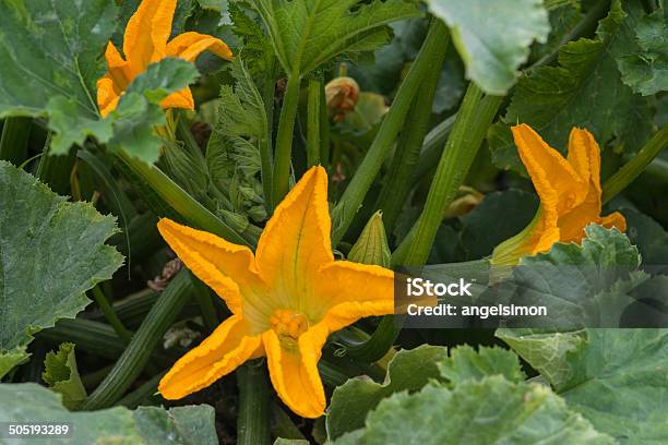 Zucchini Pflanze Mit Blumen Stockfoto und mehr Bilder von Blatt - Pflanzenbestandteile - Blatt - Pflanzenbestandteile, Blume, Eierkürbis