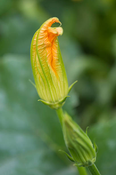 istock Zucchini plant with flowers 505193291