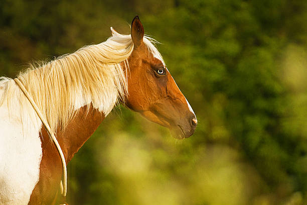 istock beautiful paint horse 505194299