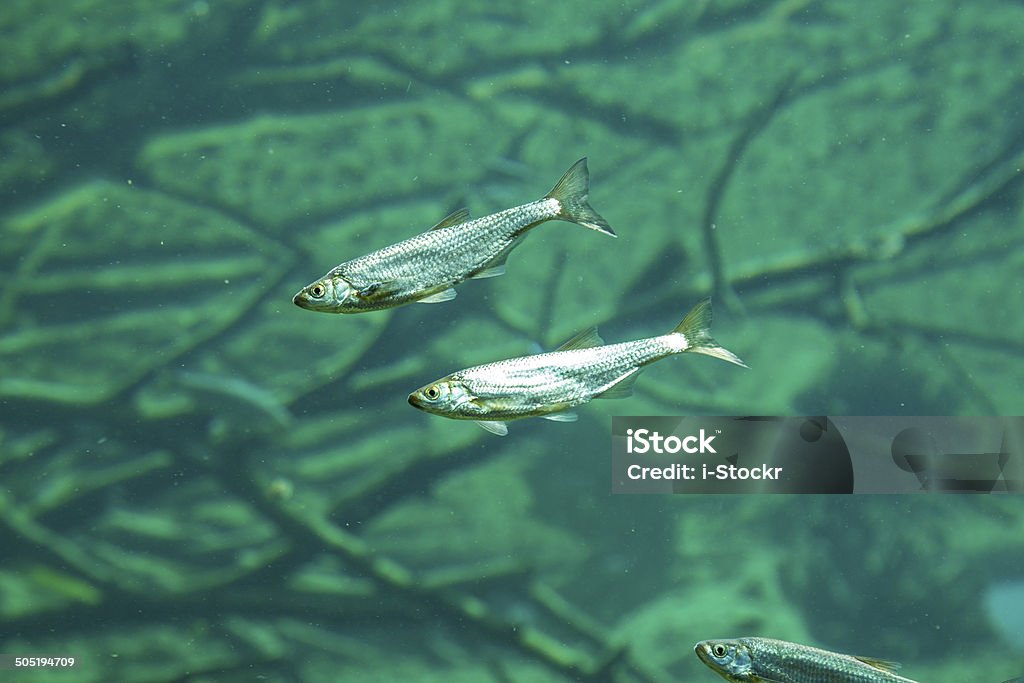 Pescado - Foto de stock de Lucio libre de derechos
