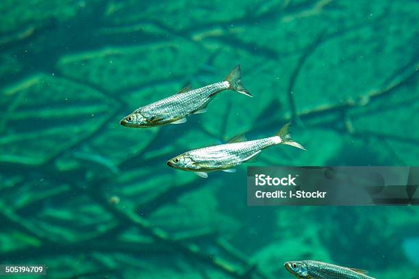 Foto de Peixe e mais fotos de stock de Debaixo d'água - Debaixo d'água, Lúcio - peixe, Alpes europeus