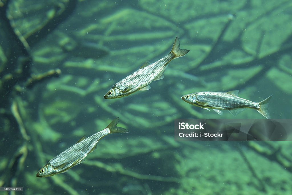 Pescado - Foto de stock de Agua libre de derechos