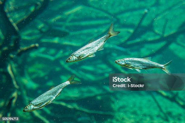 Pescado Foto de stock y más banco de imágenes de Agua - Agua, Agua dulce - Agua, Alpes Europeos