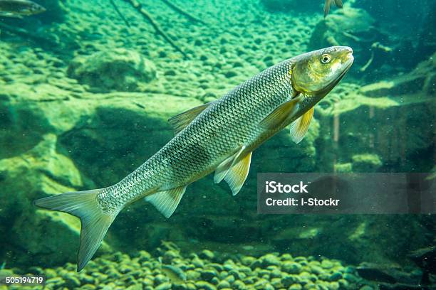 De Peixe - Fotografias de stock e mais imagens de Alpes Europeus - Alpes Europeus, Animais caçando, Animal