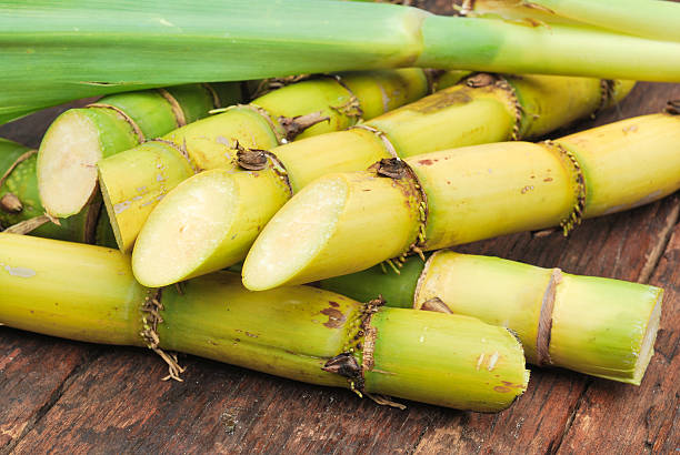 gros plan à la canne à sucre - cut sugar cane photos et images de collection