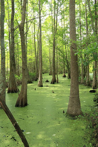 istock South Carolina Swamp 505195531