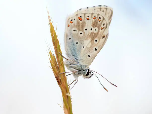 Blue Gossamer winged Butterfly in the morning sun with blurred background. Intended Blurredness