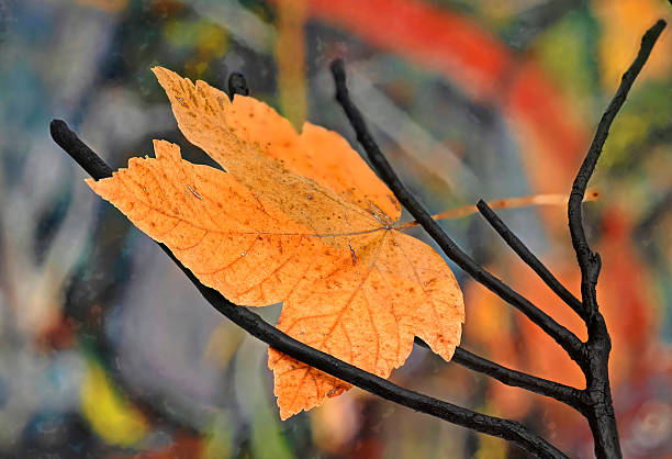 liść jesienią - laubblatt zdjęcia i obrazy z banku zdjęć