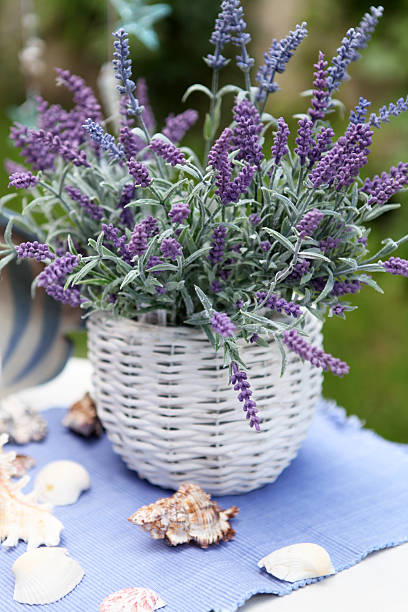 Bouquet of lavender