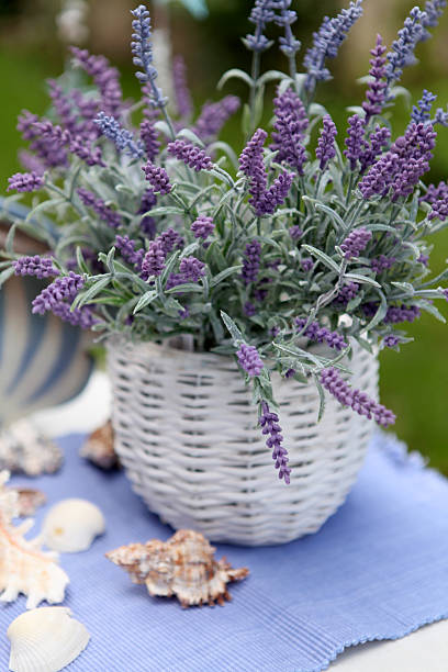 istock Bouquet of lavender 505197859