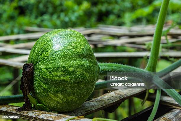 Красивые Молодые Pumpkins On The Field — стоковые фотографии и другие картинки Белый - Белый, Горизонтальный, Еда