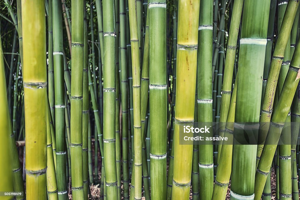 green bamboo plant groove growing Asian Culture Stock Photo