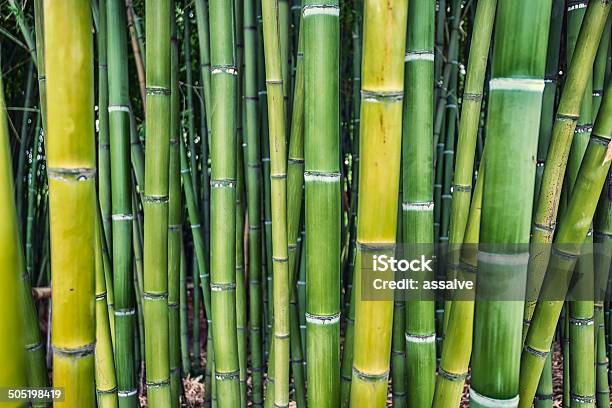 Green Bamboo Plant Groove Growing Stock Photo - Download Image Now - Asian Culture, Backgrounds, Bamboo - Material