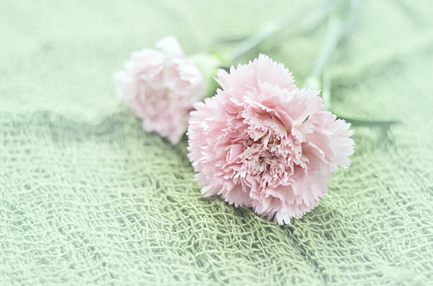 istock beautiful flowers made with color filters 505198567