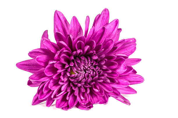 istock Purple Flower Isolated on White Background 505198681