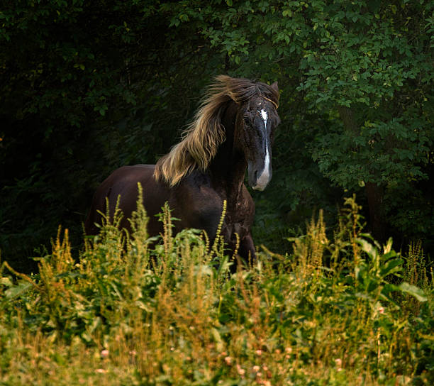 istock beautiful horse running 505198905