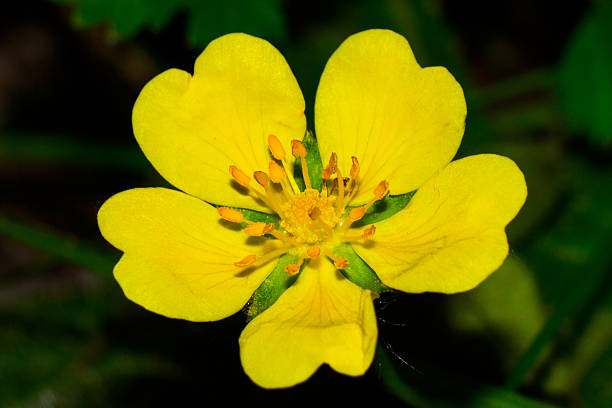 potentilla erecta - erecta imagens e fotografias de stock