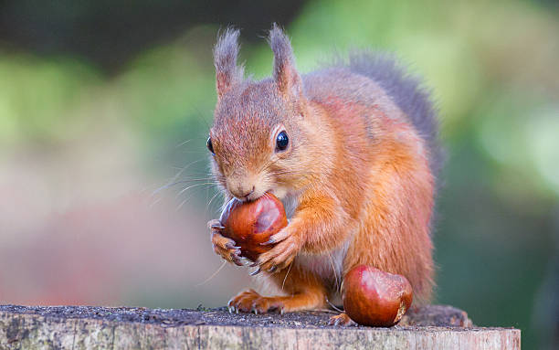 istock Red Squirrel with a lovely pair of conkers 505199031