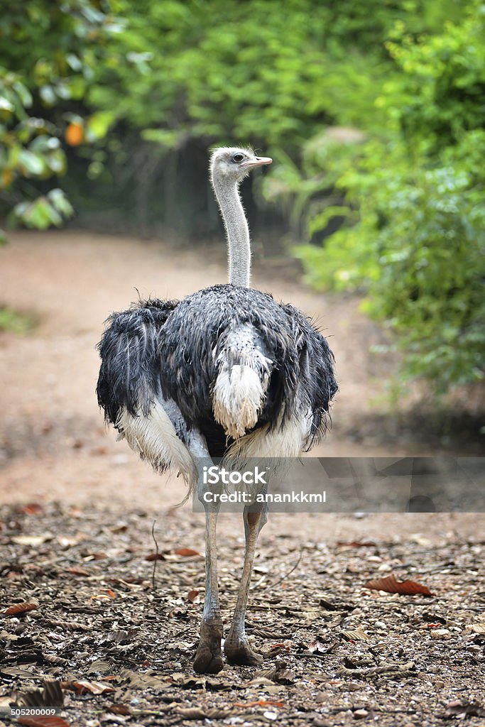 ostrich ostrich stay standing alone in nature Africa Stock Photo
