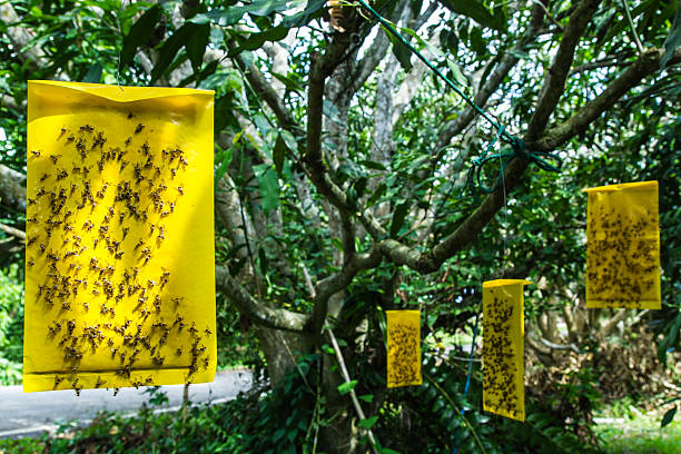 istock fly on the adhesive tape 505200099