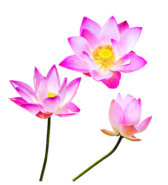 istock magenta lotus flowers isolated 505200259