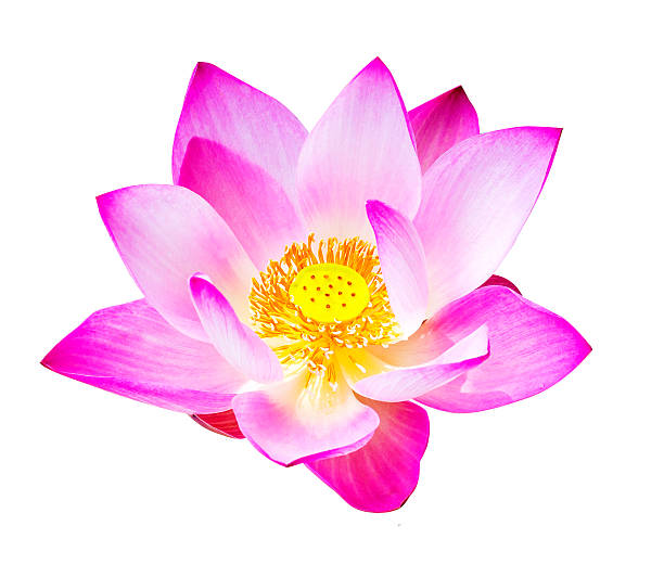 istock magenta lotus flowers isolated 505200265