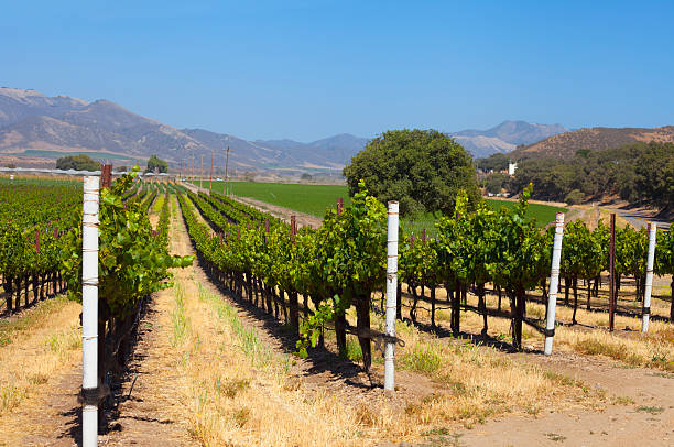 vignobles de californie - santa maria photos et images de collection