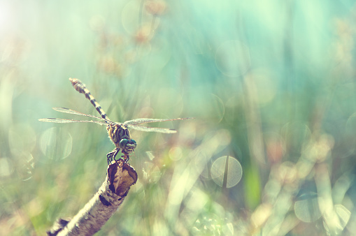 dragonfly on branch - cross processed