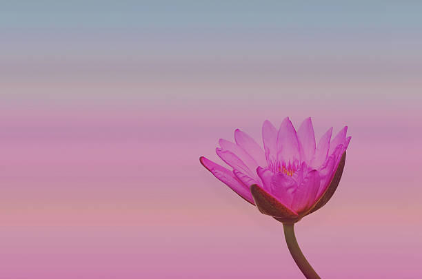 istock Beautiful lotus pattern for background blurred color gradation. 505208146