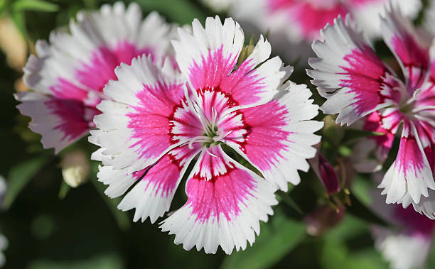 istock pink dianthus flower 505208460