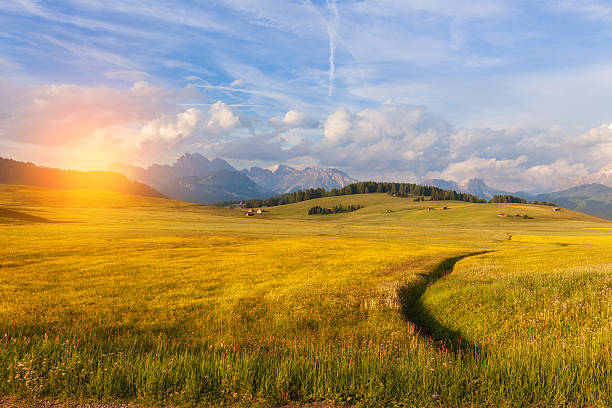 istock Panorama of Alpine meadow 505208896