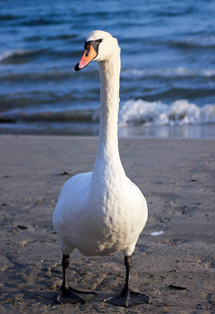 istock Swans on the sea 505209290