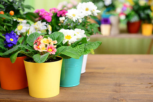 plants in pots plants in pots primula stock pictures, royalty-free photos & images