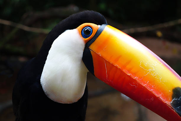 istock Tucan in the wild 505210208